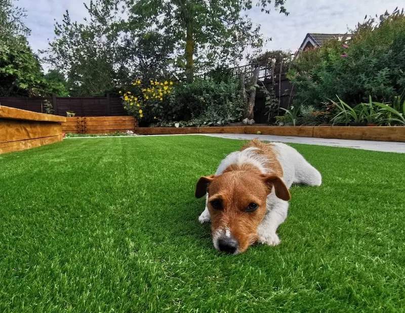 pet-friendly artificial turf lawn