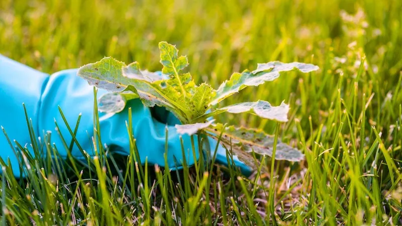 manual weed removal from artificial turf