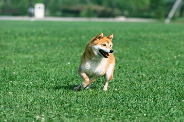 Knitted artificial grass